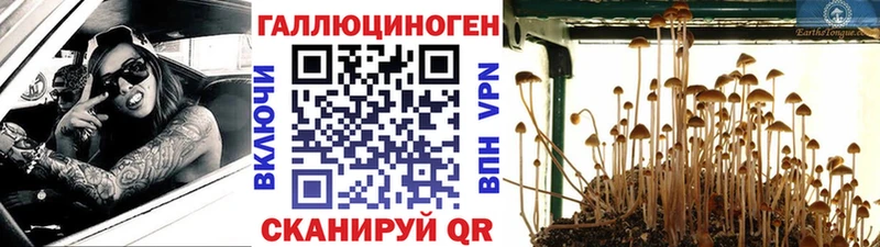Псилоцибиновые грибы GOLDEN TEACHER  купить наркотики цена  Калининск 